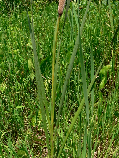 {Typha latifolia}